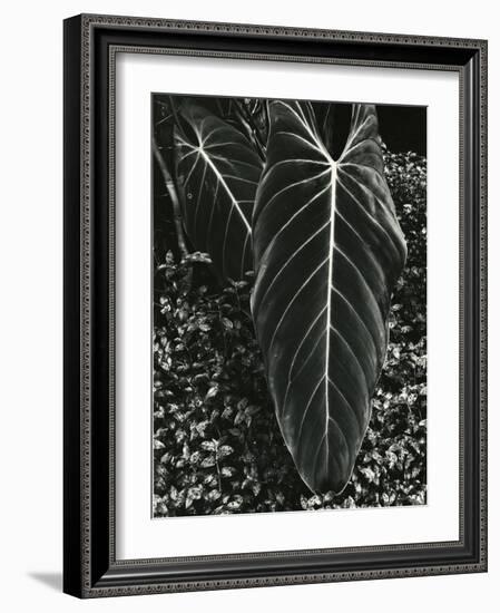 Tropical Leaves, 1944-Brett Weston-Framed Photographic Print