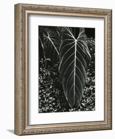 Tropical Leaves, 1944-Brett Weston-Framed Photographic Print