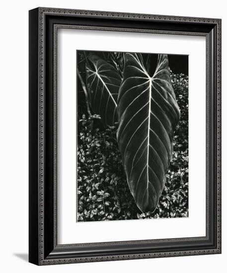 Tropical Leaves, 1944-Brett Weston-Framed Photographic Print