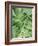 Tropical Leaves 2-LILA X LOLA-Framed Art Print