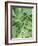 Tropical Leaves 2-LILA X LOLA-Framed Art Print