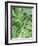 Tropical Leaves 2-LILA X LOLA-Framed Art Print