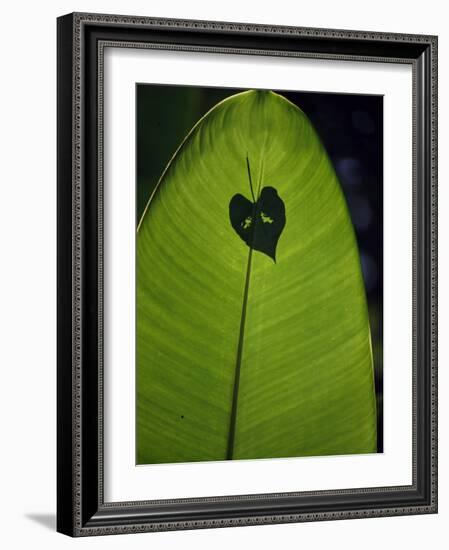 Tropical Leaves, Andromeda Gardens, Barbados-John Warburton-lee-Framed Photographic Print