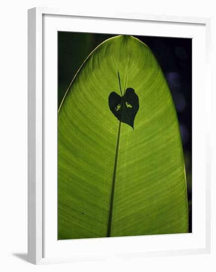 Tropical Leaves, Andromeda Gardens, Barbados-John Warburton-lee-Framed Photographic Print