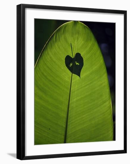 Tropical Leaves, Andromeda Gardens, Barbados-John Warburton-lee-Framed Photographic Print