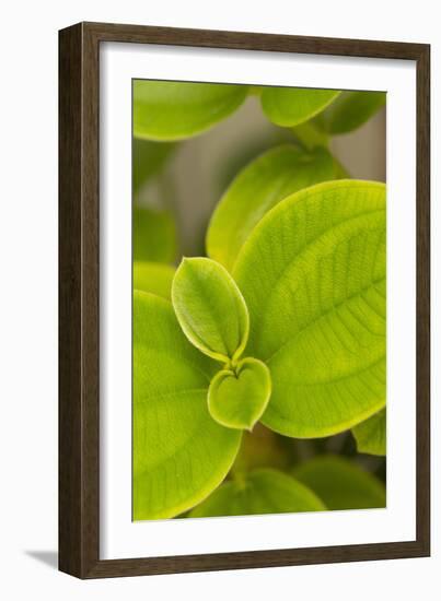 Tropical Leaves I-Karyn Millet-Framed Photographic Print