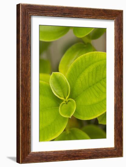 Tropical Leaves I-Karyn Millet-Framed Photographic Print