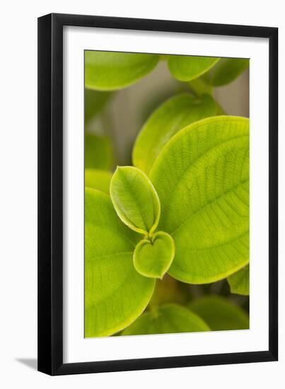 Tropical Leaves I-Karyn Millet-Framed Photographic Print