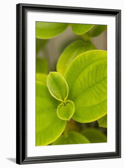 Tropical Leaves I-Karyn Millet-Framed Photographic Print