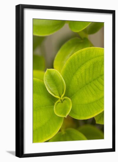 Tropical Leaves I-Karyn Millet-Framed Photographic Print