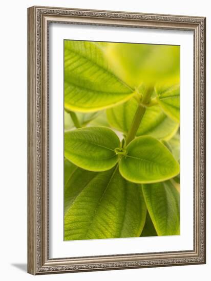 Tropical Leaves II-Karyn Millet-Framed Photographic Print