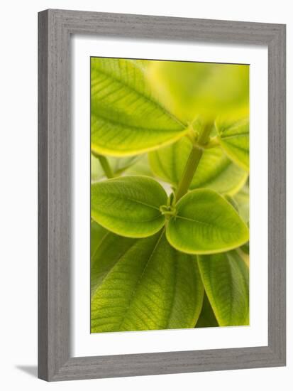 Tropical Leaves II-Karyn Millet-Framed Photographic Print