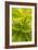 Tropical Leaves II-Karyn Millet-Framed Photographic Print