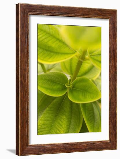 Tropical Leaves II-Karyn Millet-Framed Photographic Print