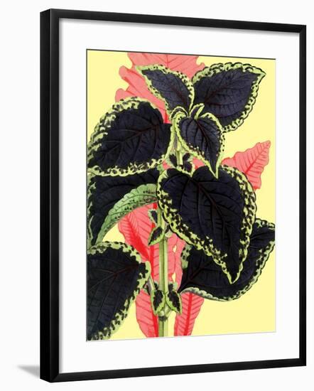 Tropical Leaves-null-Framed Art Print