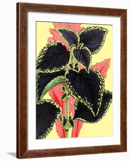 Tropical Leaves-null-Framed Art Print