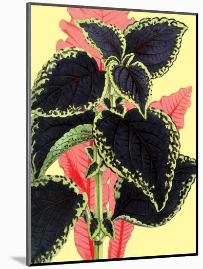 Tropical Leaves-null-Mounted Art Print