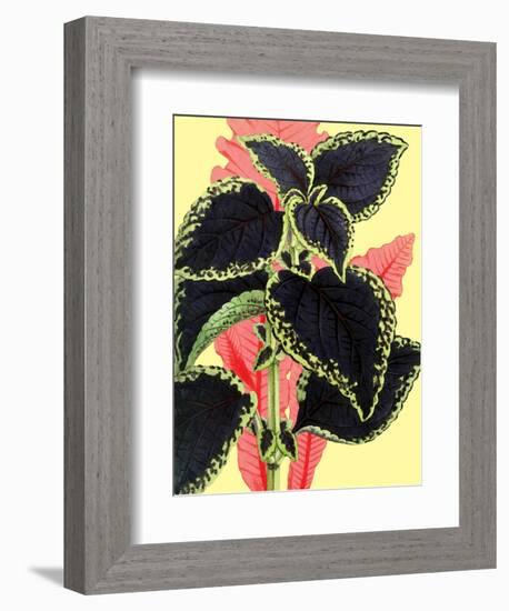 Tropical Leaves-null-Framed Premium Giclee Print