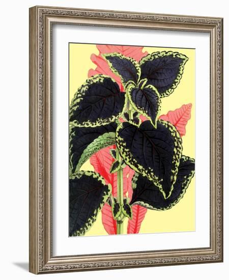 Tropical Leaves-null-Framed Art Print