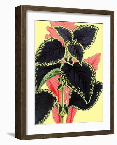 Tropical Leaves-null-Framed Art Print