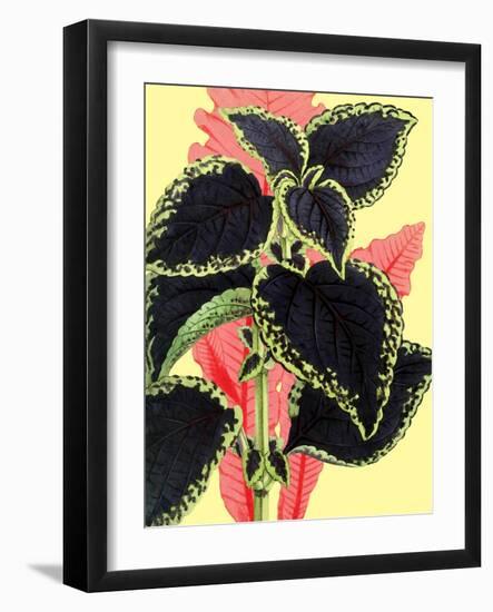 Tropical Leaves-null-Framed Art Print