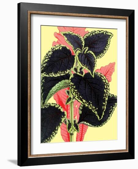 Tropical Leaves-null-Framed Art Print