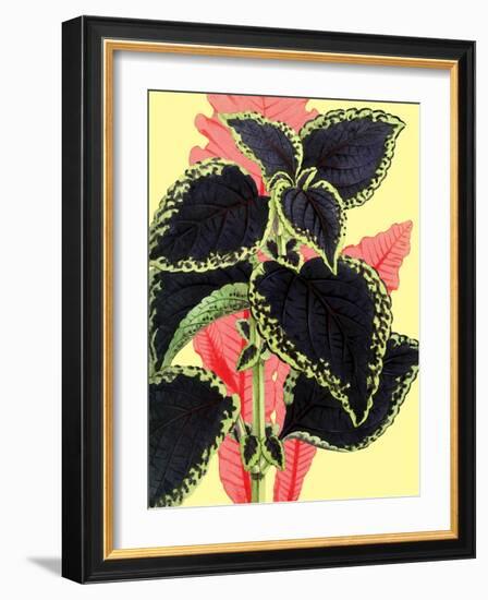 Tropical Leaves-null-Framed Art Print