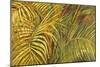 Tropical Light-Darrell Hill-Mounted Giclee Print