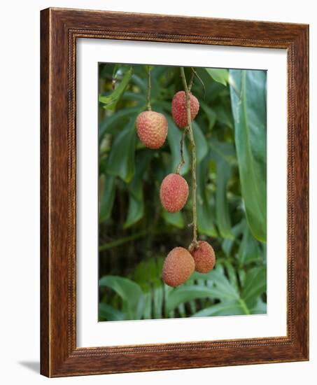 Tropical Litchi Fruit on Tree, Reunion Island, French Overseas Territory-Cindy Miller Hopkins-Framed Photographic Print