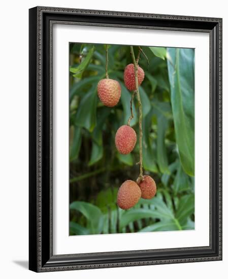 Tropical Litchi Fruit on Tree, Reunion Island, French Overseas Territory-Cindy Miller Hopkins-Framed Photographic Print