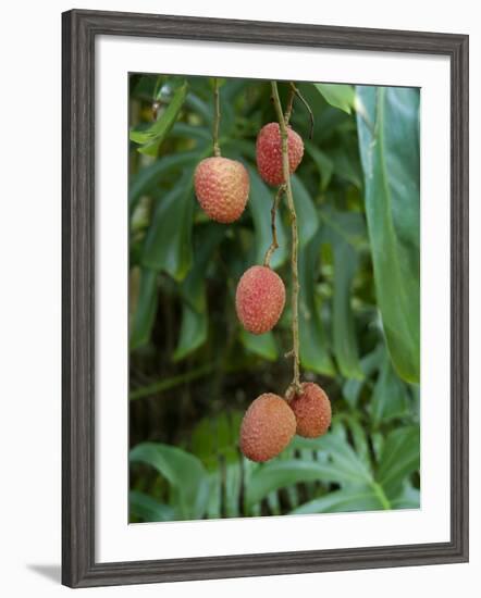 Tropical Litchi Fruit on Tree, Reunion Island, French Overseas Territory-Cindy Miller Hopkins-Framed Photographic Print