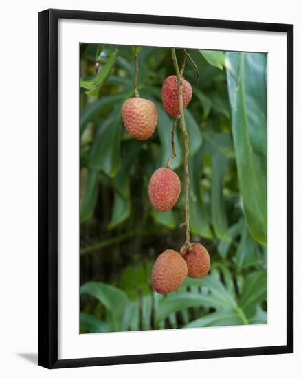 Tropical Litchi Fruit on Tree, Reunion Island, French Overseas Territory-Cindy Miller Hopkins-Framed Photographic Print