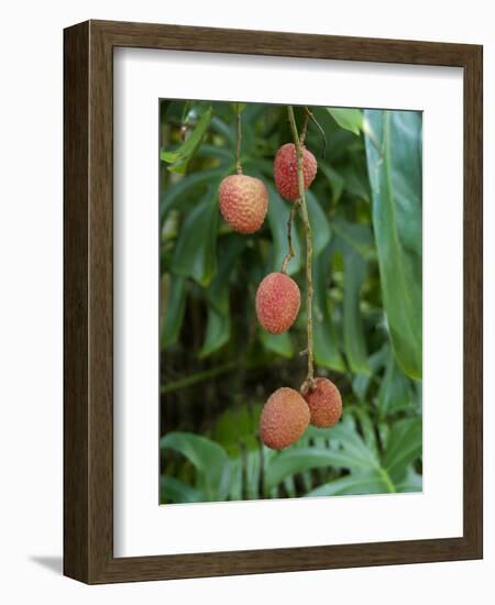 Tropical Litchi Fruit on Tree, Reunion Island, French Overseas Territory-Cindy Miller Hopkins-Framed Photographic Print