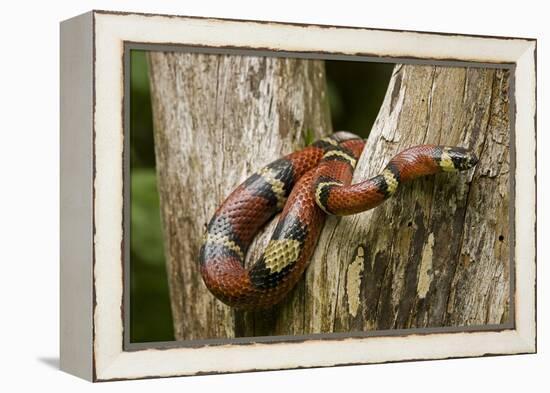 Tropical Milk Snake-null-Framed Premier Image Canvas