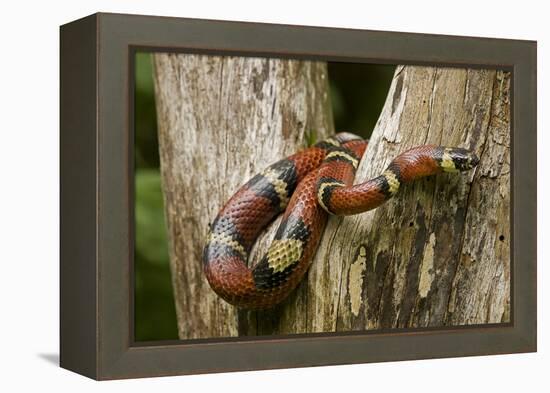 Tropical Milk Snake-null-Framed Premier Image Canvas