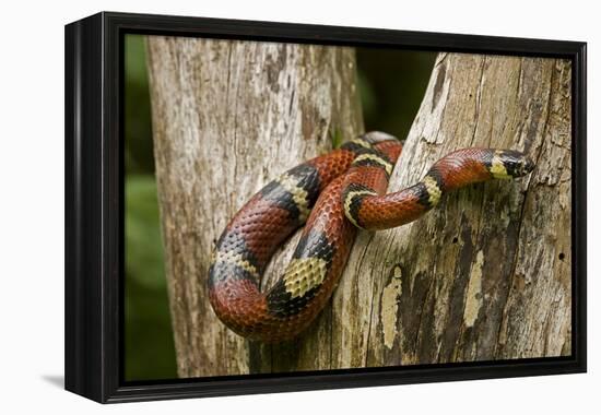 Tropical Milk Snake-null-Framed Premier Image Canvas