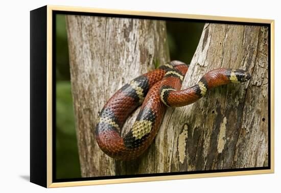 Tropical Milk Snake-null-Framed Premier Image Canvas