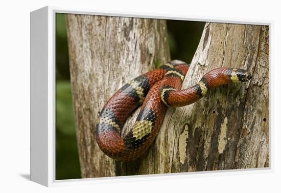 Tropical Milk Snake-null-Framed Premier Image Canvas