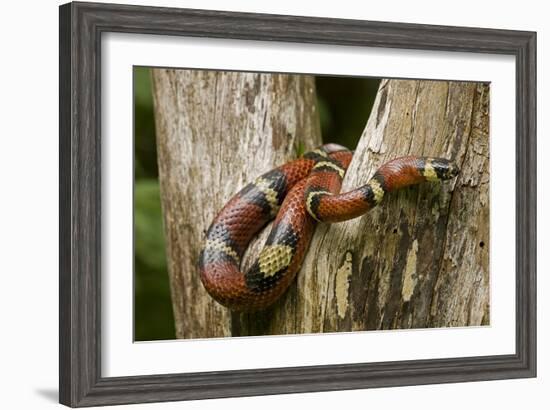 Tropical Milk Snake-null-Framed Premium Photographic Print