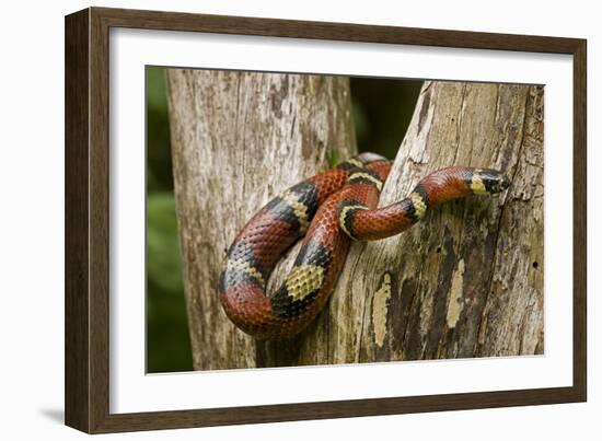 Tropical Milk Snake-null-Framed Premium Photographic Print