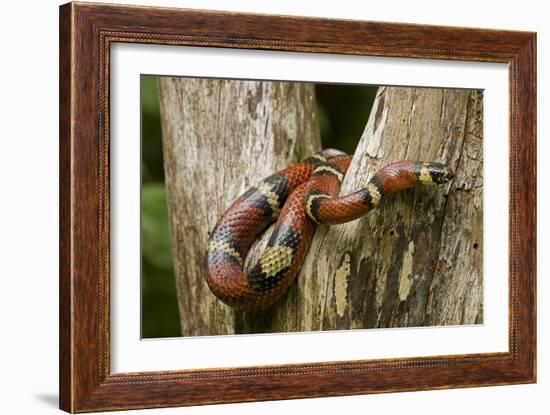 Tropical Milk Snake-null-Framed Premium Photographic Print