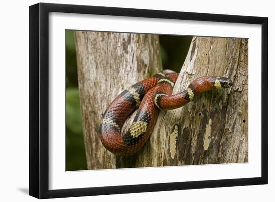 Tropical Milk Snake-null-Framed Premium Photographic Print