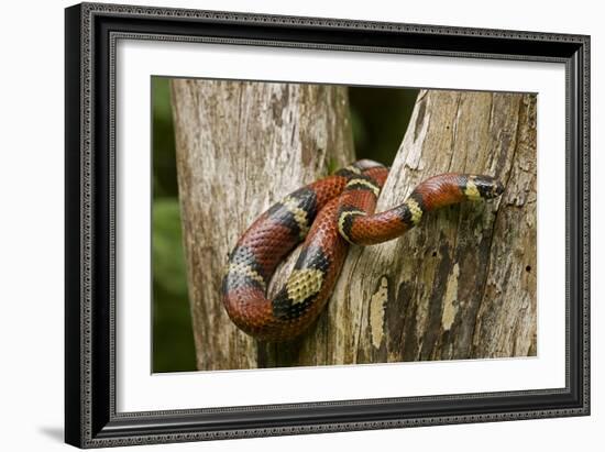 Tropical Milk Snake-null-Framed Premium Photographic Print