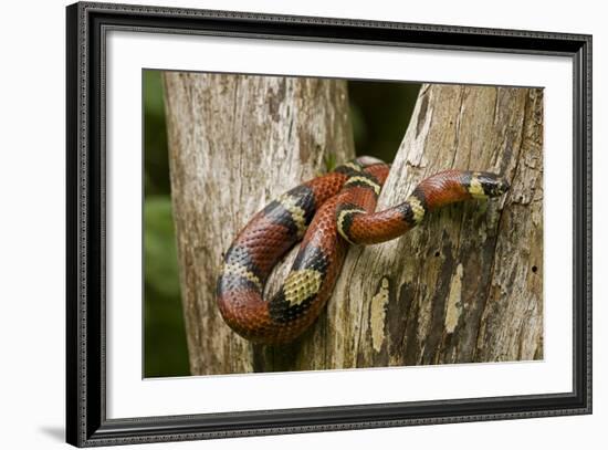 Tropical Milk Snake-null-Framed Photographic Print