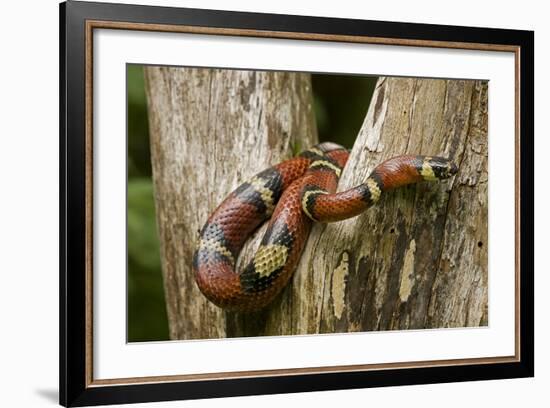 Tropical Milk Snake-null-Framed Photographic Print