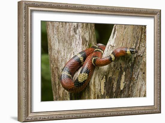 Tropical Milk Snake-null-Framed Photographic Print