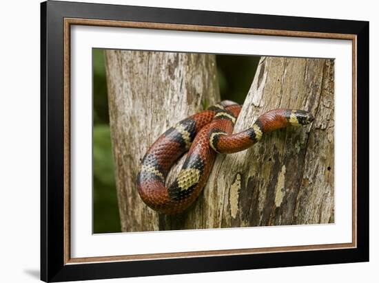 Tropical Milk Snake-null-Framed Photographic Print