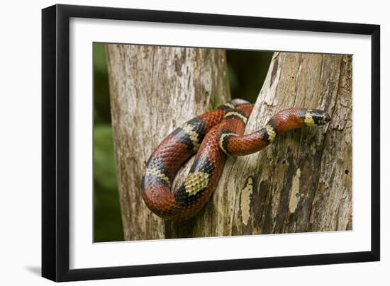 Tropical Milk Snake-null-Framed Photographic Print