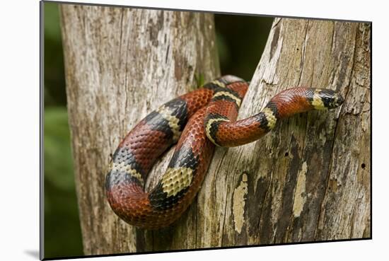 Tropical Milk Snake-null-Mounted Photographic Print