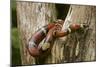 Tropical Milk Snake-null-Mounted Photographic Print